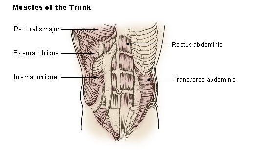 Rycina anatomiczna mięśnia poprzecznego brzucha z Wikimedia Commons
